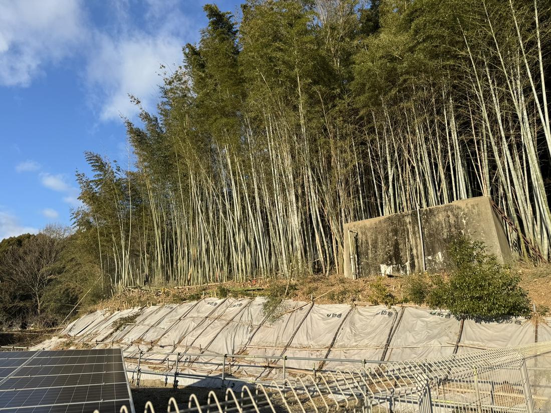 整備後の竹林