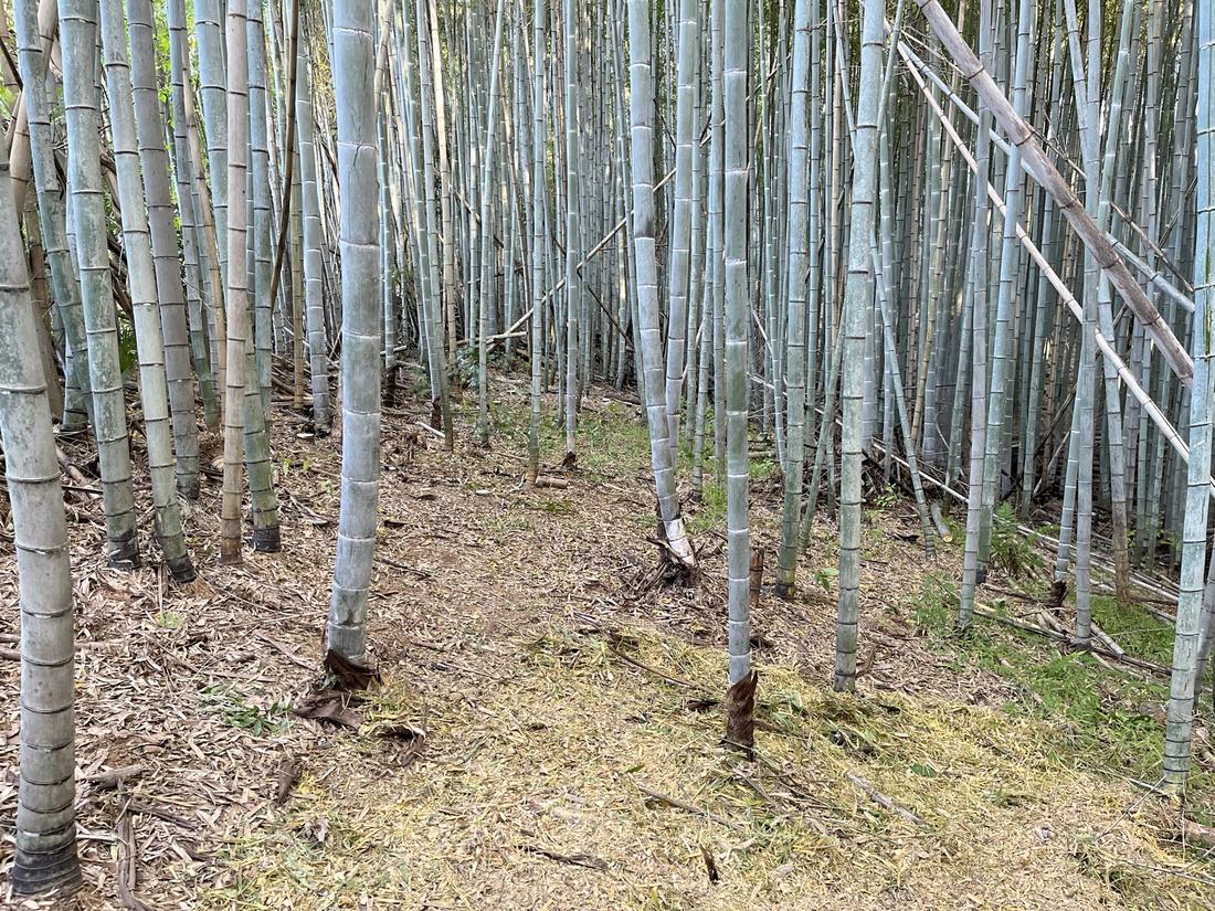 整備され光の入る竹林
