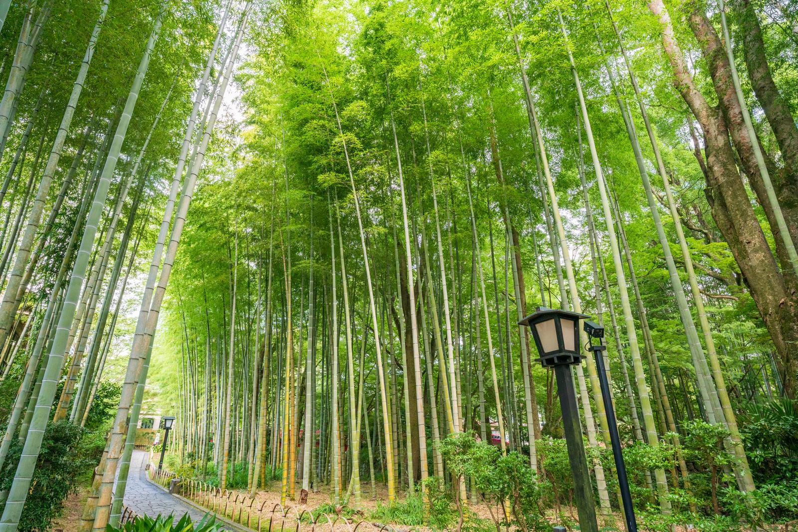整備された竹林